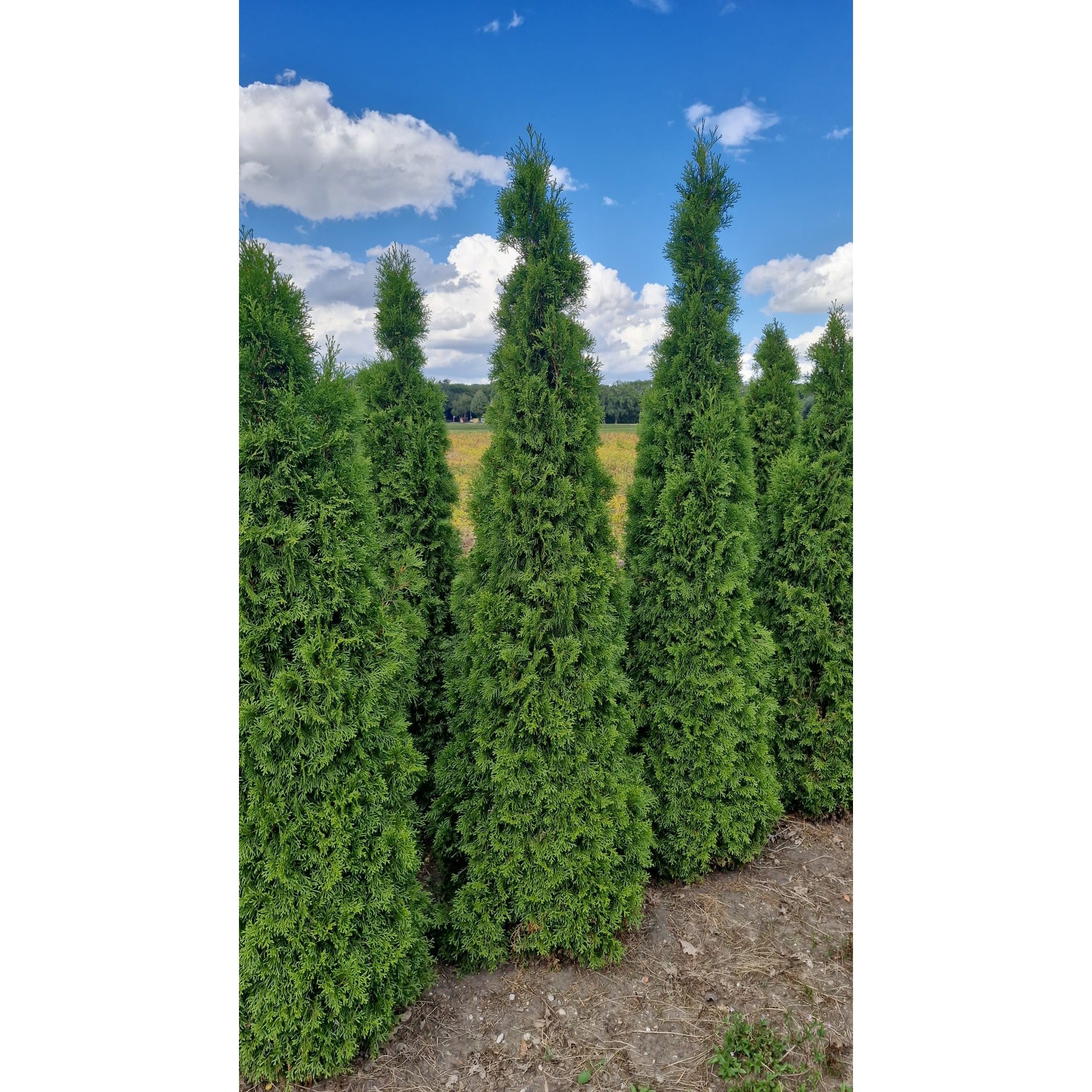 Thuja Smaragd - 275-300 cm